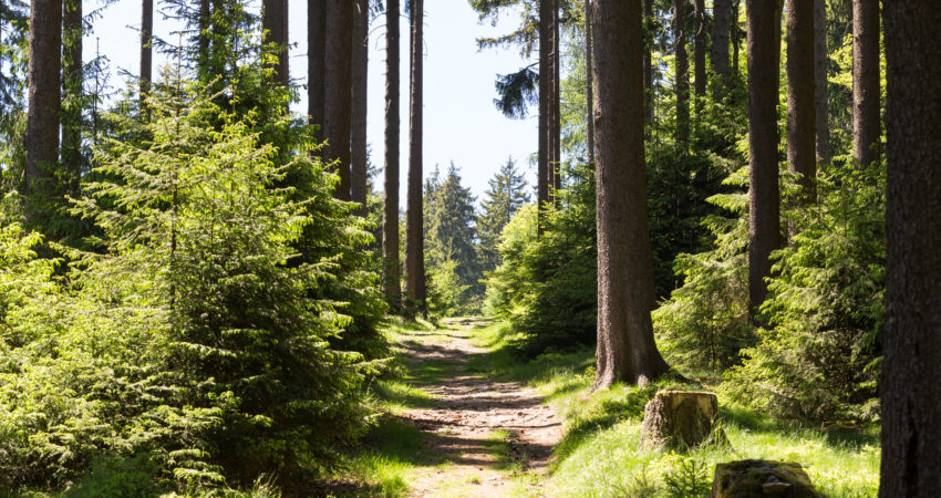 2021 FÃƒÂ¼r Immer Sommer 90